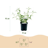 Green boutiQ - Gartenpflanze - Buddleja davidii White Profusion - Schmetterlingsflieder - Winterhart - Weiß - 3 Pflanzen - Topf 17cm - Höhe 45cm