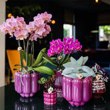 Orchidée Phalaenopsis violette Mineral Morelia - cache-pot Retro violet et boîte cadeau