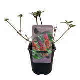 Groen boutiQ - Vlinderstruik - Buddleja davidii Flower Power - Bloem Oranje Paars - 1 Plant - Bladverliezend - Vlinderlokkend -  Pot 17cm Hoogte 30cm