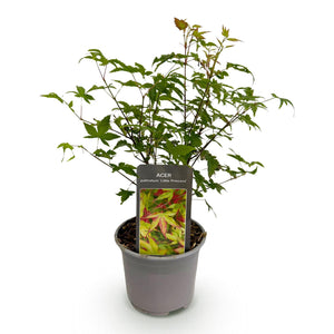 Acer palmatum Little Princess – Pot 12 cm – Hauteur 35 cm
