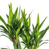 Yucca Branchu avec cache-pot