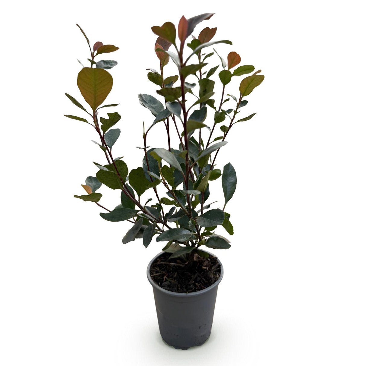 Photinia Little Red Robin – Lot de 8 – Hauteur 30 cm