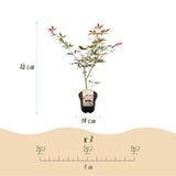Érables du Japon Sumi-nagashi - 2 plants - H 70 cm, pot Ø19 cm