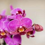 Orchidée Phalaenopsis violette Mineral Vienna avec cache-pot Bloom lilas