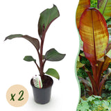 Green boutiQ - Obstpflanze - Bananenpflanze - Ensete ventricosum Maurelli - Winterhart - 2 Pflanzen - Topf 17cm Höhe 40cm