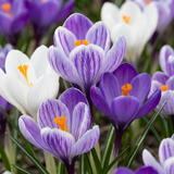 Crocus bleu et blanc en mélange