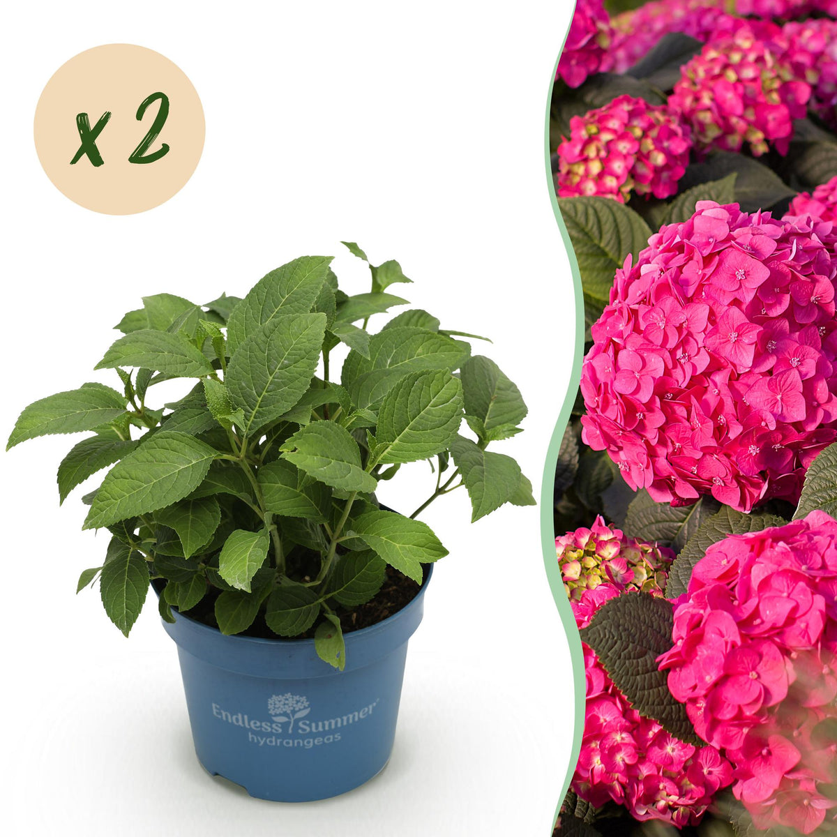 Hortensia Summer Love rouge - Hydrangea Endless Summer - H 20-25 cm, pot Ø14 cm - photo 13