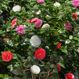 Groen boutiQ - Heesters - Camelia japonica Tricolour - Bloem Roze, Wit en Rood - 3 Planten - 1 m2 - Groenblijvend - Pot 15cm Hoogte 30cm