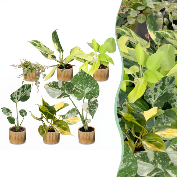 Baby Tropical avec cache-pots Linnea miel - Monstera et Philodendron - lot de 3 ou 6 - pot Ø6 cm
