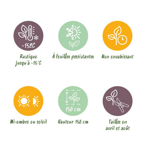 Photinia Little Red Robin – Lot de 8 – Hauteur 30 cm