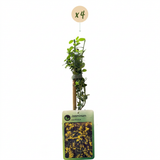 Jasmin d'hiver - Jasminum nudiflorum - lot de 4 plants - pot Ø9 cm