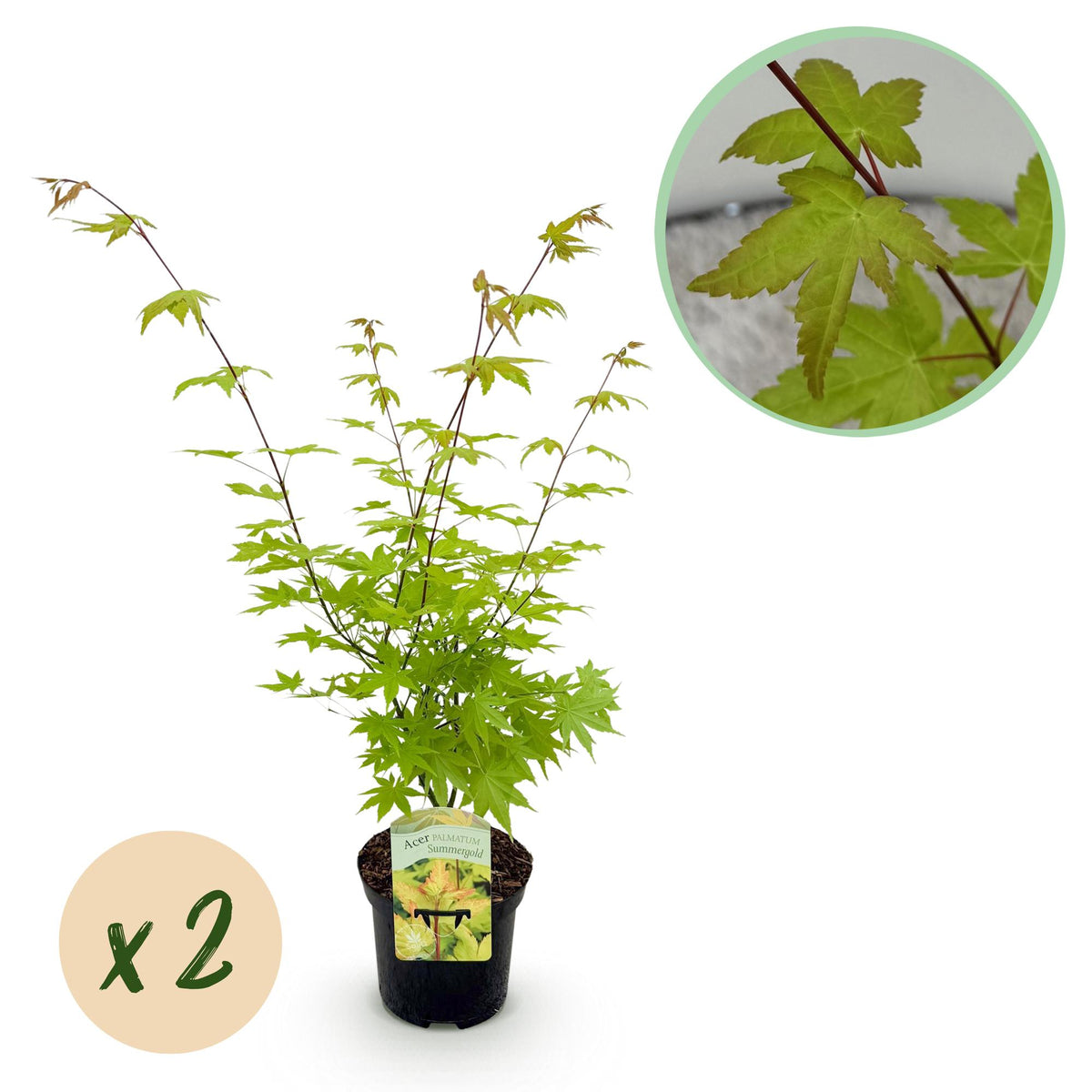 Groen boutiQ - Terrasplant - Japanse Esdoorn - Acer palmatum Summergold - Geel - 2 Planten - Bladverliezend - Pot 19cm Hoogte 70cm
