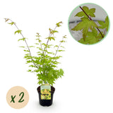 Groen boutiQ - Terrasplant - Japanse Esdoorn - Acer palmatum Summergold - Geel - 2 Planten - Bladverliezend - Pot 19cm Hoogte 70cm
