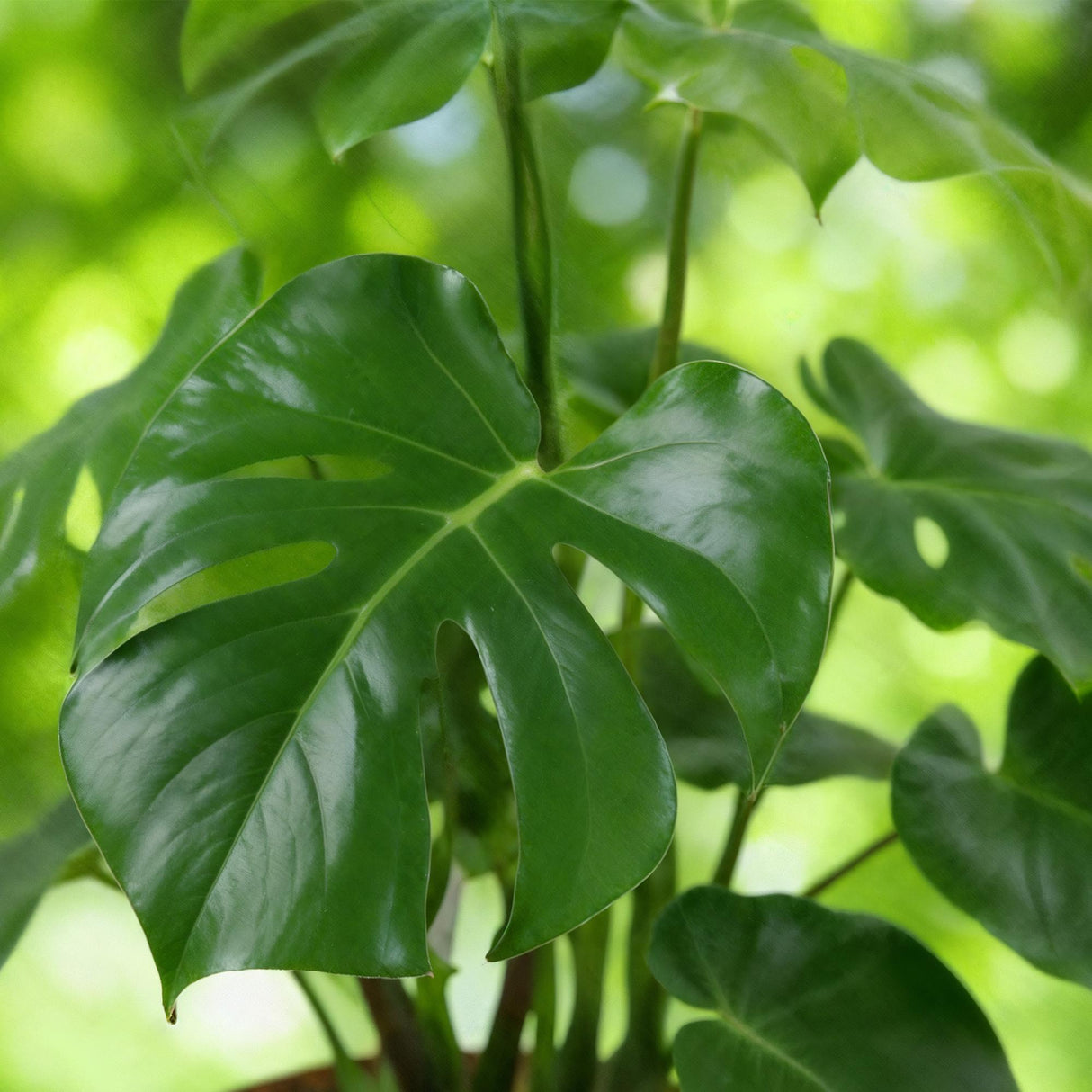 Green BoutiQ - Zimmerpflanzen - Monstera Deliciosa - Fensterblatt - Pflegeleicht - Grün - 1 Pflanze - mit Topf Grau - Topf 21cm - Höhe 70-80cm