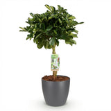 Green boutiQ - Zimmerpflanzen - Schefflera Gold Capella - Strahlenaralie - Pflegeleicht - Grün - Gold - 1 Pflanze - mit Übertopf Grau - Topf 21cm - Höhe 70-80cm