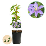 Clématite Justa - Clématite bleu lavande pâle - H 35 cm, pot Ø9 cm