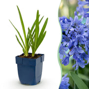 Agapanthe bleue - H 15-25 cm, pot Ø11 cm - photo 11