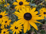 Rudbeckia Goldsturm en godet - Rudbeckia fulgida - H 10-25 cm, pot Ø9 cm - photo 6
