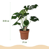 Green BoutiQ - Zimmerpflanzen - Monstera Deliciosa - Fensterblatt - Pflegeleicht - Grün - 1 Pflanze - mit Topf Grau - Topf 21cm - Höhe 70-80cm