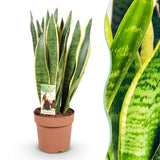 Sansevieria Laurentii – Langue de belle-mère | 1 plante, Pot 21 cm
