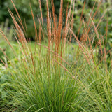 Molinie bleue Heidebraut - Molinia caerulea - H 15-25 cm, pot Ø11 cm - photo 5