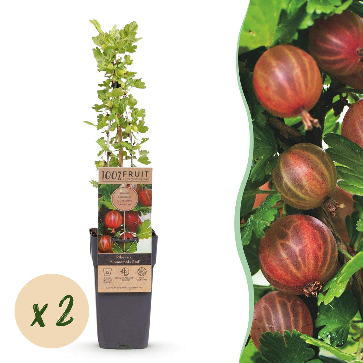 Groseillier à maquereau rouge Hinnonmäki Röd - Ribes uva-crispa - 2 plants