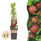 Groseillier à maquereau rouge Hinnonmäki Röd - Ribes uva-crispa - 2 plants