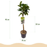 Groen boutiQ - Tuinplant - Prunus lauroverasus Etna® - Plant op stam - Terras Plant - Bladhoudend - Weinig Onderhoud - Pot 19cm Hoogte 90cm