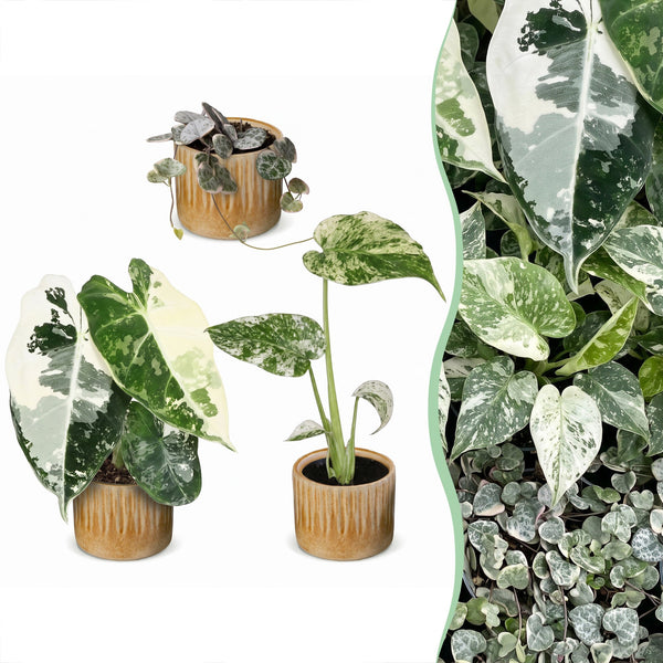 Baby Variegata avec cache-pots Linnea miel - Alocasia, Monstera et Ceropegia panachés - lot de 3 ou 6 - pot Ø6 cm