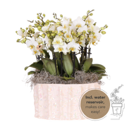 Orchidées Phalaenopsis blanches Blossom Lausanne en coupe Oyster - bouquet de 3