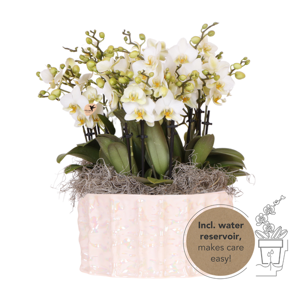 Orchidées Phalaenopsis blanches Blossom Lausanne en coupe Oyster - bouquet de 3