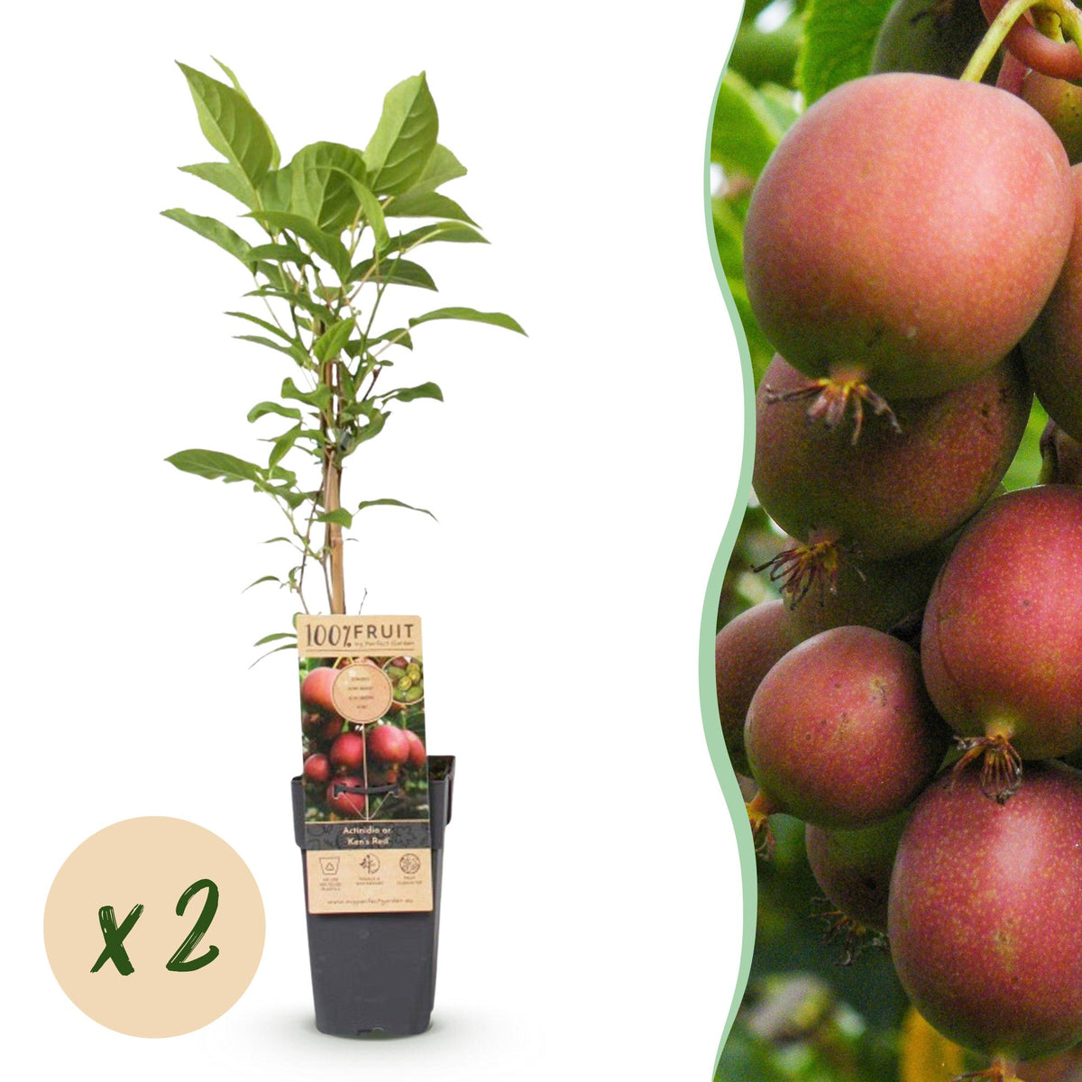 Kiwaï rouge Ken's Red femelle - Actinidia arguta x melanandra - H 50 cm, pot Ø15 cm