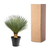 [NL: Yucca Rostrata - 100 - 120 cm - Ø40]
