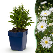 Aster nain blanc Schneekissen - H 15-25 cm, pot Ø11 cm