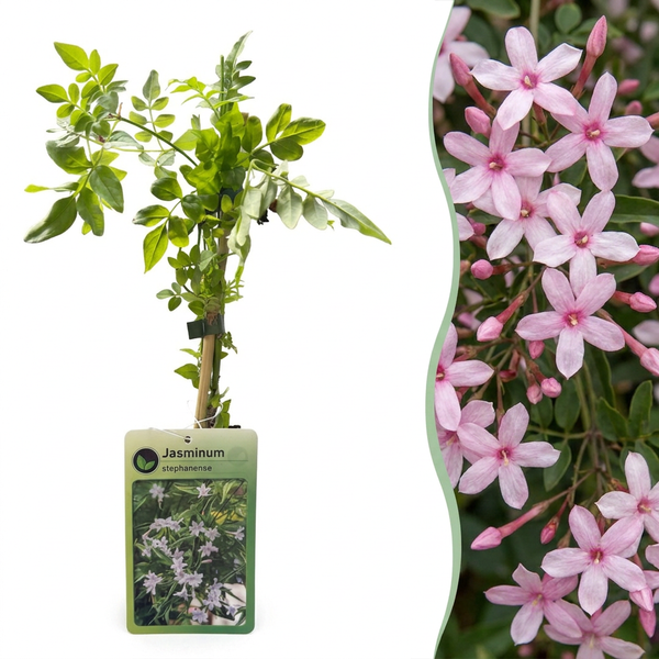 Jasmin rose - Jasminum × stephanense - H 35 cm, pot Ø9 cm