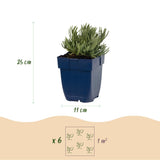 Lavande Munstead - H 15-25 cm, pot Ø11 cm