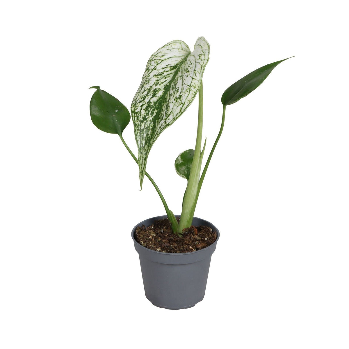 Mini Monstera Devil Monster - Monstera panaché blanc