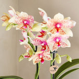 Orchidée Phalaenopsis jaune orangé Mineral Grosseto et 2 succulentes - coffret Flare vert