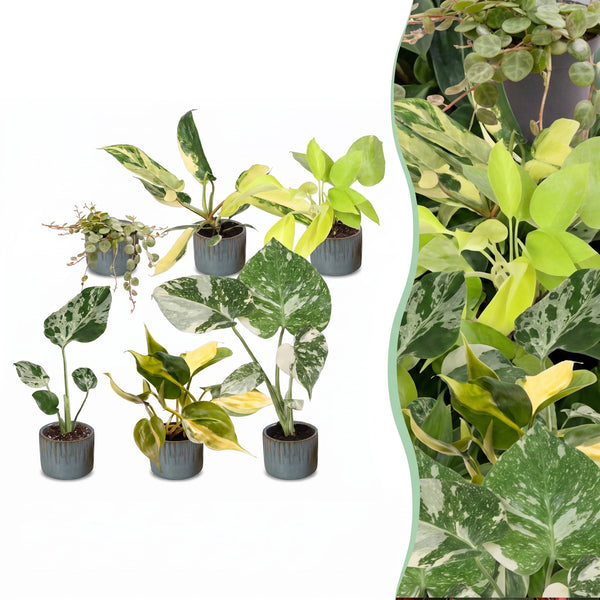 Baby Tropical avec cache-pots Linnea bleu brume - Monstera et Philodendron - lot de 3 ou 6 - pot Ø6 cm - photo 6