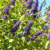 Groen boutiQ - Vlinderstruik - Buddleja davidii Empire Blue- Bloem Blauw - 1 Plant - Bladverliezend - Vlinderlokkend -  Pot 17cm Hoogte 25cm
