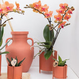 Kolibri Orchids | Orange Phalaenopsis Orchidee - Mineral Bolzano - Topfgröße Ø9cm | blühende Zimmerpflanze - frisch vom Züchter