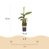 Groen boutiQ - Fruitplant - Japanse vezelbanaan - Musa Basjoo - Winterhard - 2 planten - Pot 15cm Hoogte 50cm