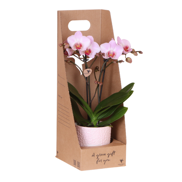 Orchidée Phalaenopsis rose Mineral Antwerpen - cache-pot Bloom rose et boîte cadeau