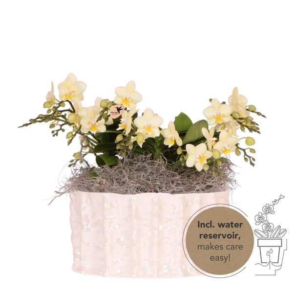 Orchidées Phalaenopsis jaunes Botanic Yellow en coupe Oyster - bouquet de 3