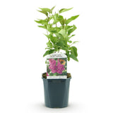 Lilas Ludwig Späth - H 45 cm, pot Ø17 cm