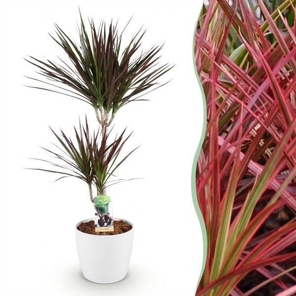 Green BoutiQ - Zimmerpflanzen - Dracaena Magenta - Drachenbaum - Pflegeleicht - Grün - 1 Pflanze - mit Übertopf Weiß - Topf 21cm - Höhe 90-100cm