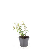 Millepertuis Peter Dummer en godet - Hypericum x dummeri - H 10-25 cm, pot Ø9 cm - photo 2