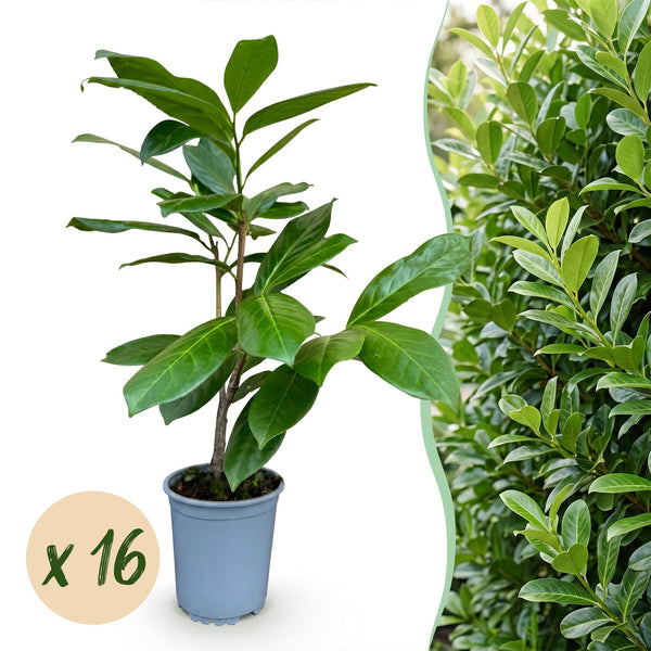 Laurier-cerise Rotundifolia pour haie - Prunus laurocerasus - H 25-35 cm, pot Ø9 cm