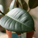 Ficus Elastica Cloe – Plante caoutchouc | Pot 19 cm, Hauteur 60 cm