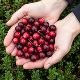 Green boutiQ - Obstpflanzen - Blaubeere - Vaccinium macrophylla Early Black - Winterhart - 3 Pflanzen - Topf 9 cm - Dunkelrote Beere